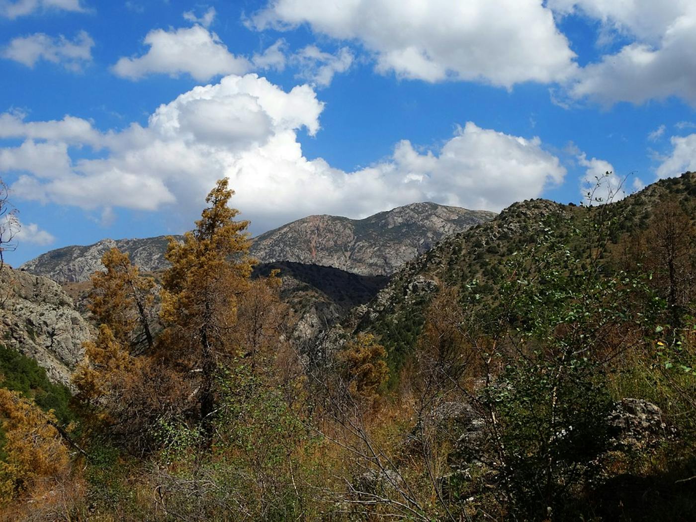 Tian Shan-Pamir Grasslands, Mountain Steppe & Conifer Forests (PA31)